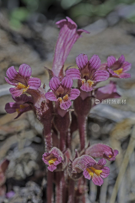 Orobanche fasciculata是一种被称为簇生扫帚。麦基溪峡谷，Mono县，内华达山脉，加利福尼亚州